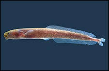 Click on image of Isichthys henryi