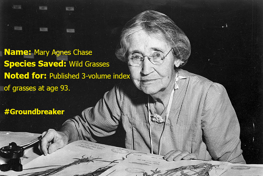 Botanist Mary Agnes Chase was an expert in grasses, as well as a suffragette. 