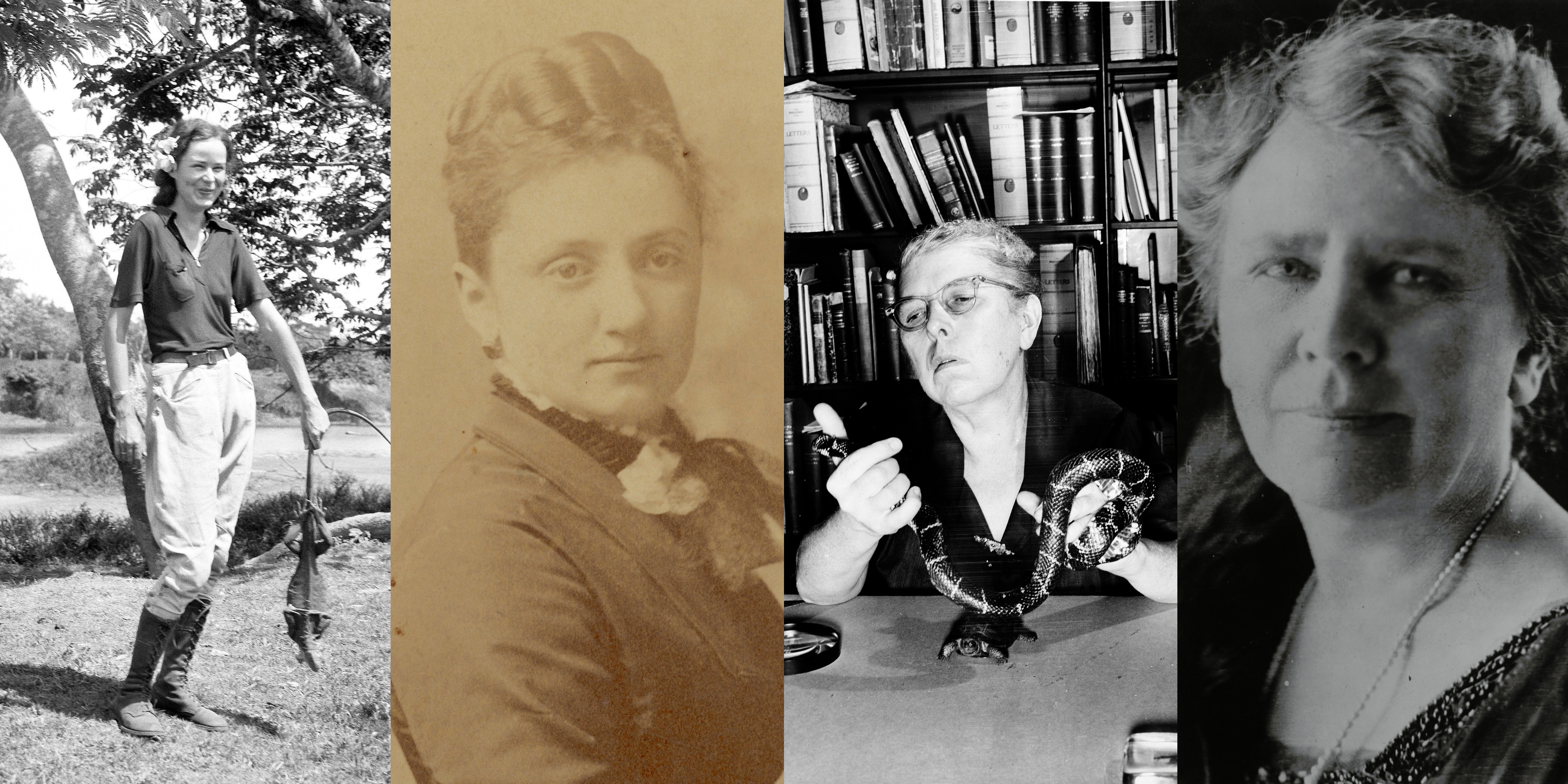 Photographs of Marion Stirling Pugh, Matilda Coxe Stevenson, Doris Mable Cochran, and Frances Densmore. Photographs of the four women. Densmore and Stevenson's images are headshots. Stirling is wearing field gear and holding a specimen. Cochran is holding a snake specimen at a desk where she is seated.