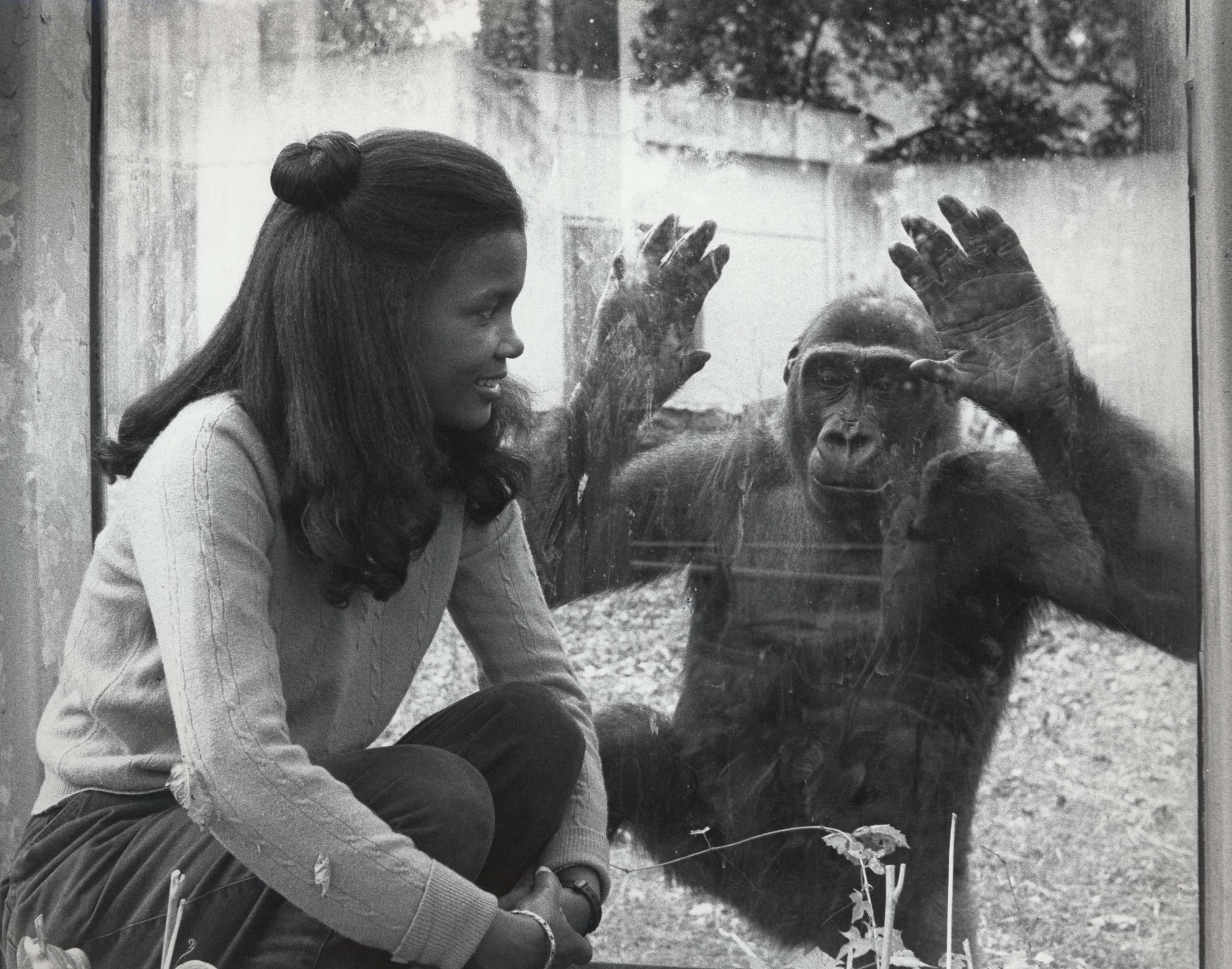 National Zoological Park Staff at Monkey Island, 1983, by Jessie Cohen. Smithsonian Institution Archives, Record Unit 371, Image no. 2003-19570. Lisa Stevens and a gorilla looking at each other through glass.
