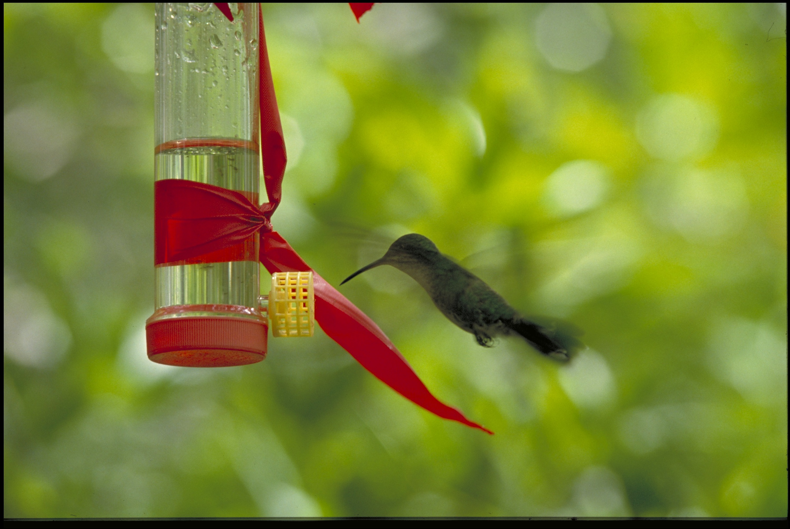Hummingbird, Panama, STRI, 1990, Carl C. Hansen. Smithsonian Institution Archives, Acc. 11-009, Image No. 91-19305. A hummingbird flies near a feeder.