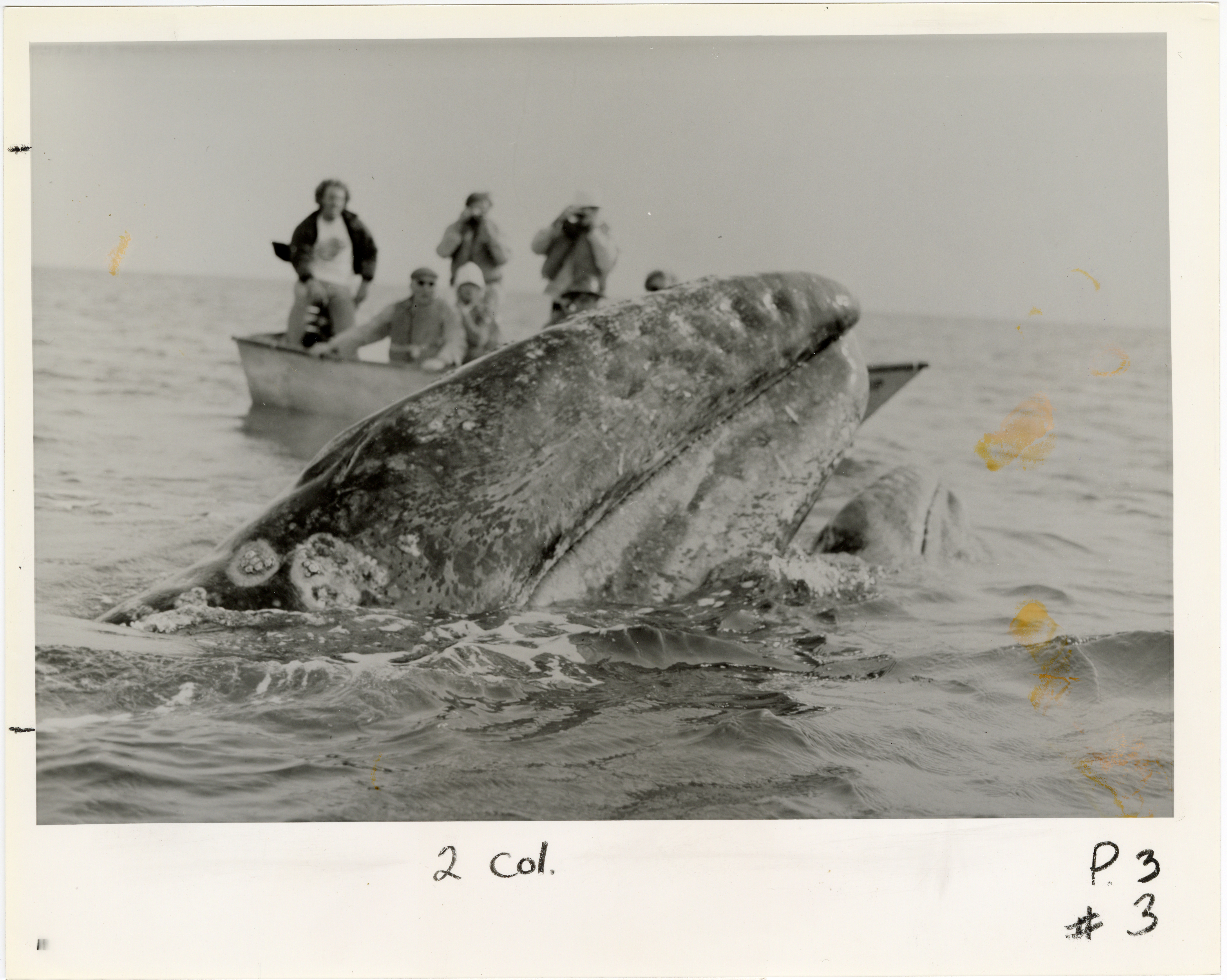 Smithsonian Associates Whale Watching Trip, 1972, by Barbara Schneider, Smithsonian Institution Archives, Record Unit 371, Image no. 96-1003. A whale's head comes out of the water. A group of people watch from a small boat nearby.