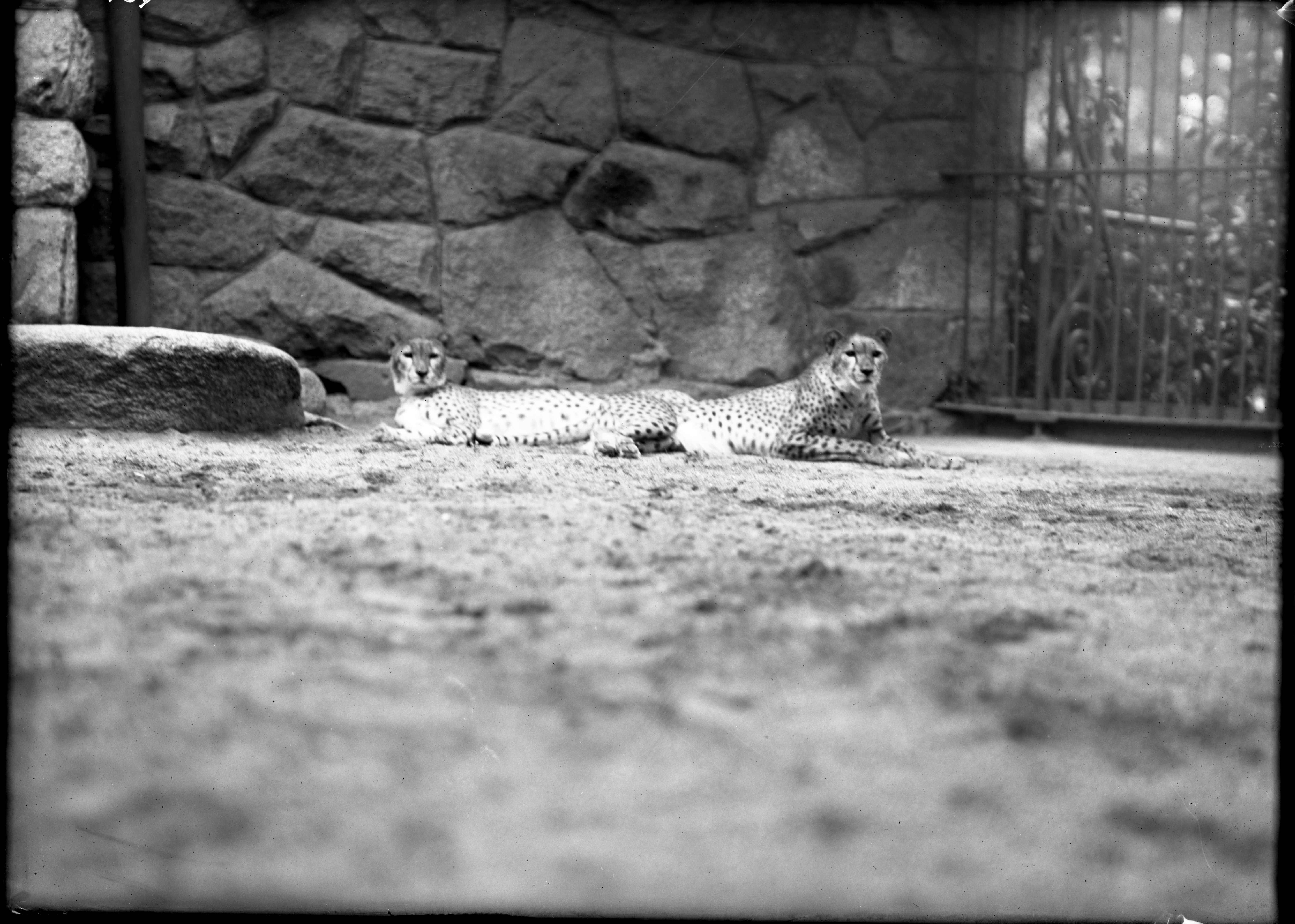 African Cheetahs, 1910. Smithsonian Institution Archives, Acc. 14-167, Image no. NZP-0459. Two African cheetahs lay side my side in an enclosure.