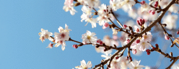 Cherry blossoms in Washington D.C. 2013 (Diana Alvarenga) Cherry blossoms in Washington D.C. 2013 (Diana Alvarenga)