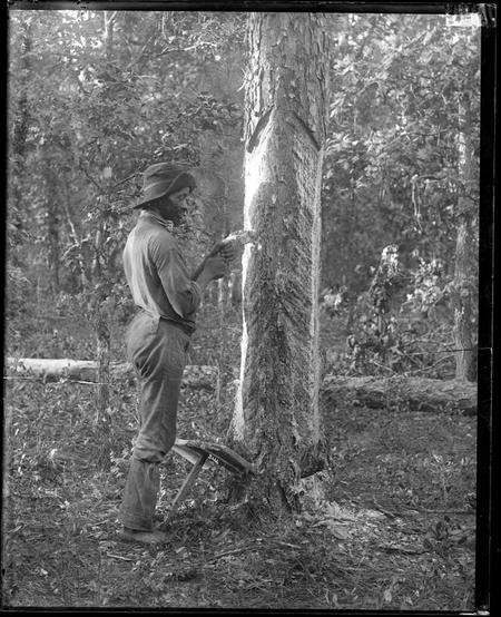 An unidentified man extracting resin from pine tree, Date unknown, by Unidentified photographer, Glass negative, Smithsonian Institution Archives, Negative number: MAH-5666. An unidentified man extracting resin from pine tree.