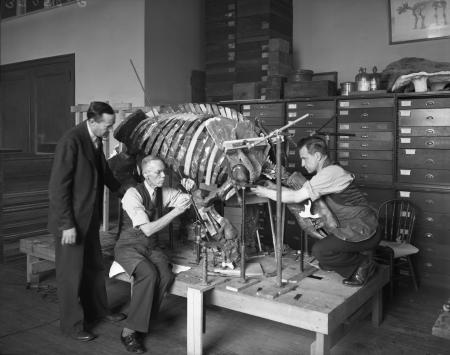 Curator of Paleontology Division Charles Lewis Gazin looks on as vertebrate paleontology preparators Norman Boss (center) and Arlton Murray (right) prepare a giant sloth skeleton in the Vertebrate Preparation Lab for exhibit at the National Museum of Natural History, 1940s. Smithsonian Institution Archives, neg. no. MNH-37289B. Curator of Paleontology Division Charles Lewis Gazin looks on as vertebrate paleontology preparators Norman Boss (center) and Arlton Murray (right) prepare a giant sloth skeleton in the Vertebrate Preparation Lab for exhibit at the National Museum of Natural History, 1940s. Smithsonian Institution Archives, neg. no. MNH-37289B.