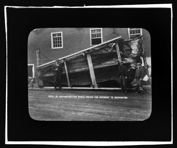 Skull of Sulphur-Bottom Whale Crated for Shipment to Washington, 1903, lantern slide.