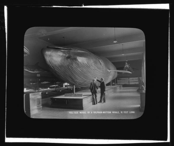 Full-Size Model of a Sulphur-Bottom Whale, 78 Feet Long, between 1910 and 1934, lantern slide.