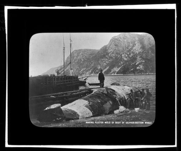 Making Plaster Mold of Body of Sulphur-Bottom Whale, 1903, lantern slide.