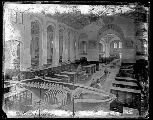 Natural History Exhibit in the South Hall, U.S. National Museum, c. 1881-1887.