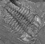 Olenoides serratus - Click to view larger image