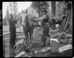 Loading pack horses at camp, 1916