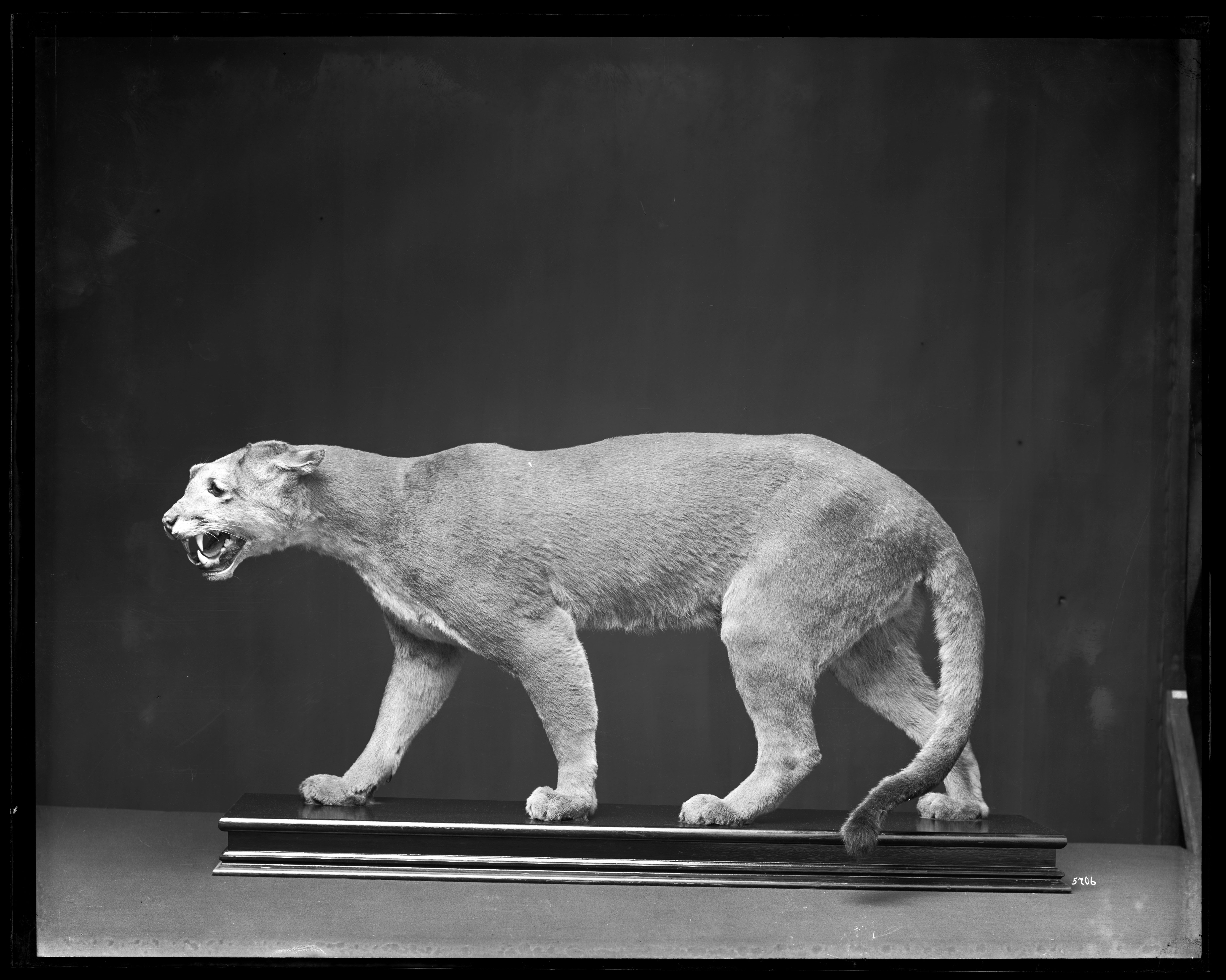 Black and white image of mounted cougar.