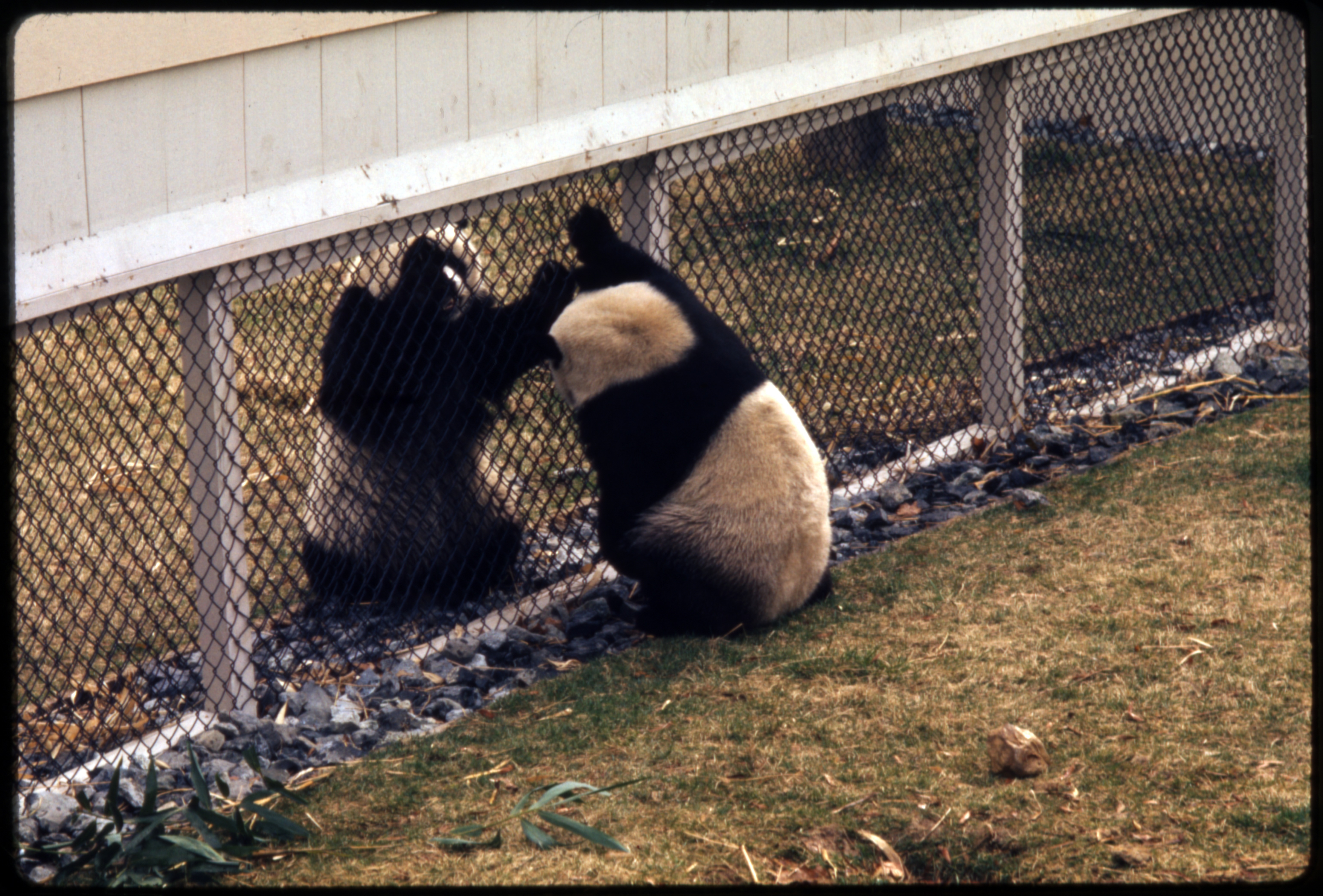 Two giant pandas face one another on different sides of the fence in their enclosure.