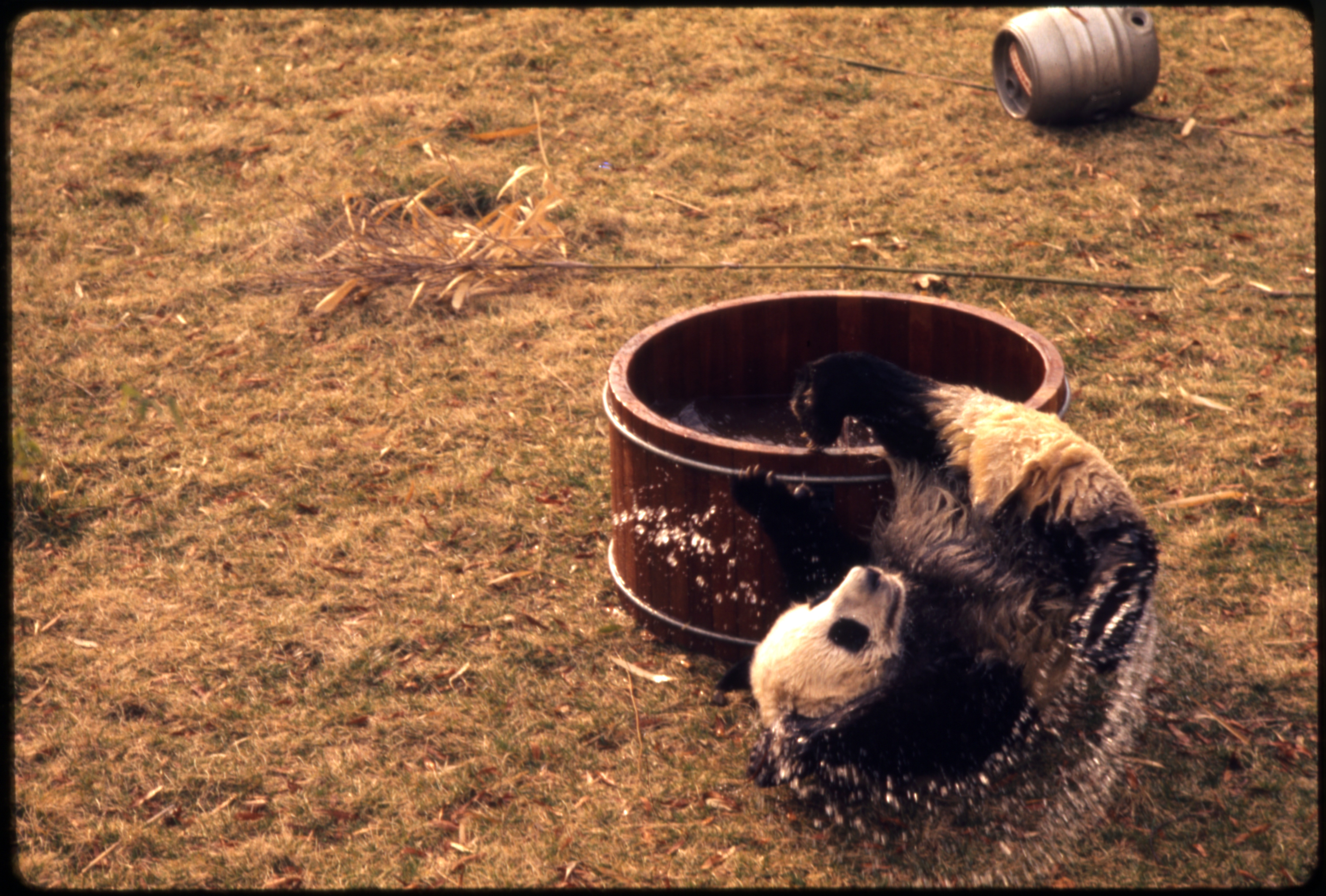 A giant panda falls from the rim of its bathtub. Water splashes out.
