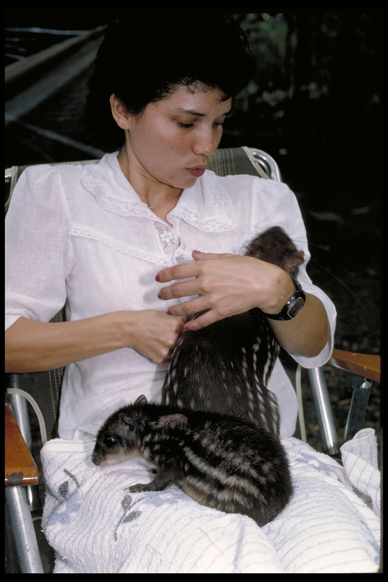 Woman holding pacas, Smithsonian Tropical Research Institute Paca Project, March 1987. 