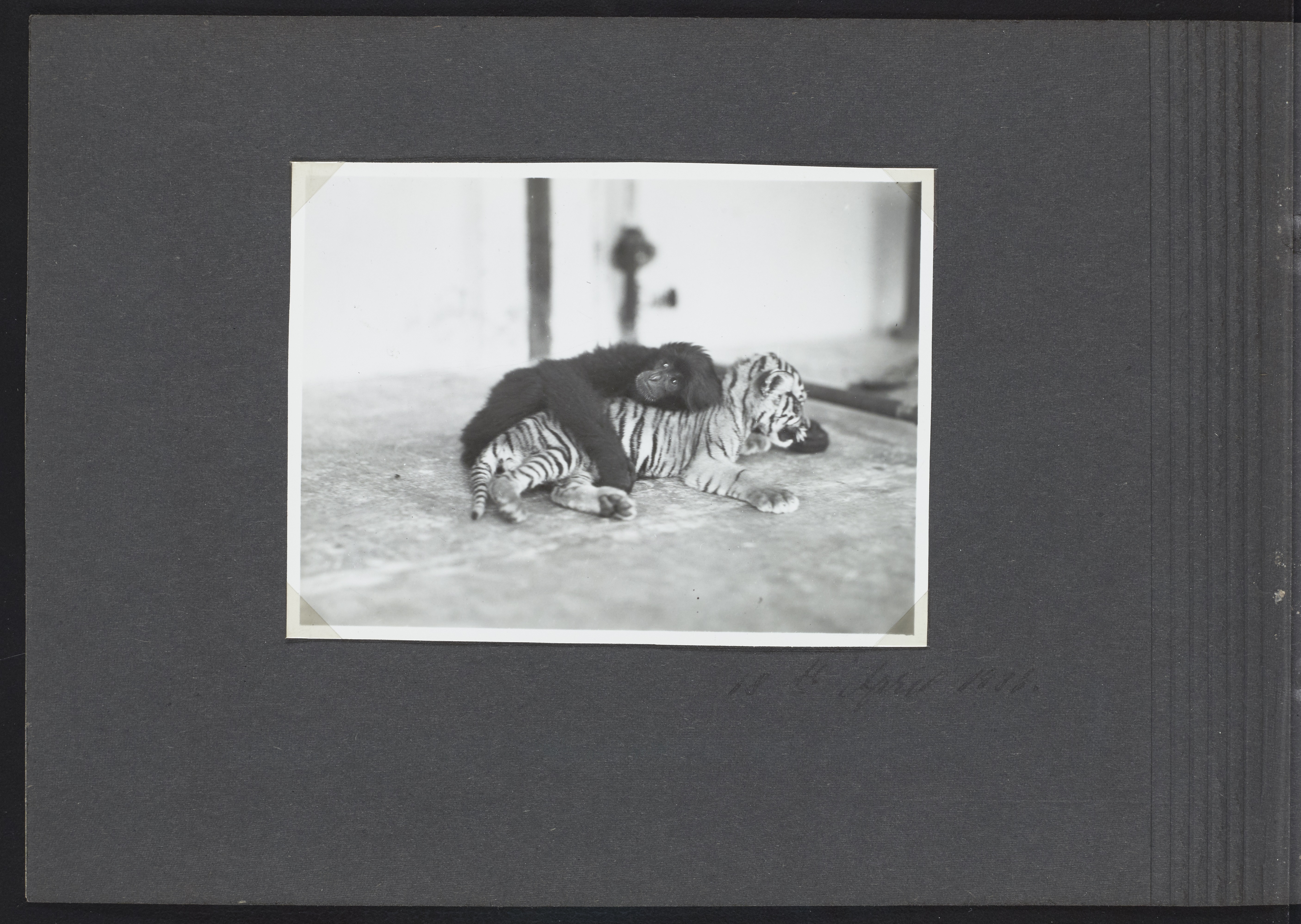 A photo of a monkey and a tiger, taken on the National Geographic Society-Smithsonian Institution Expedition to the Dutch East Indies, 1937. 