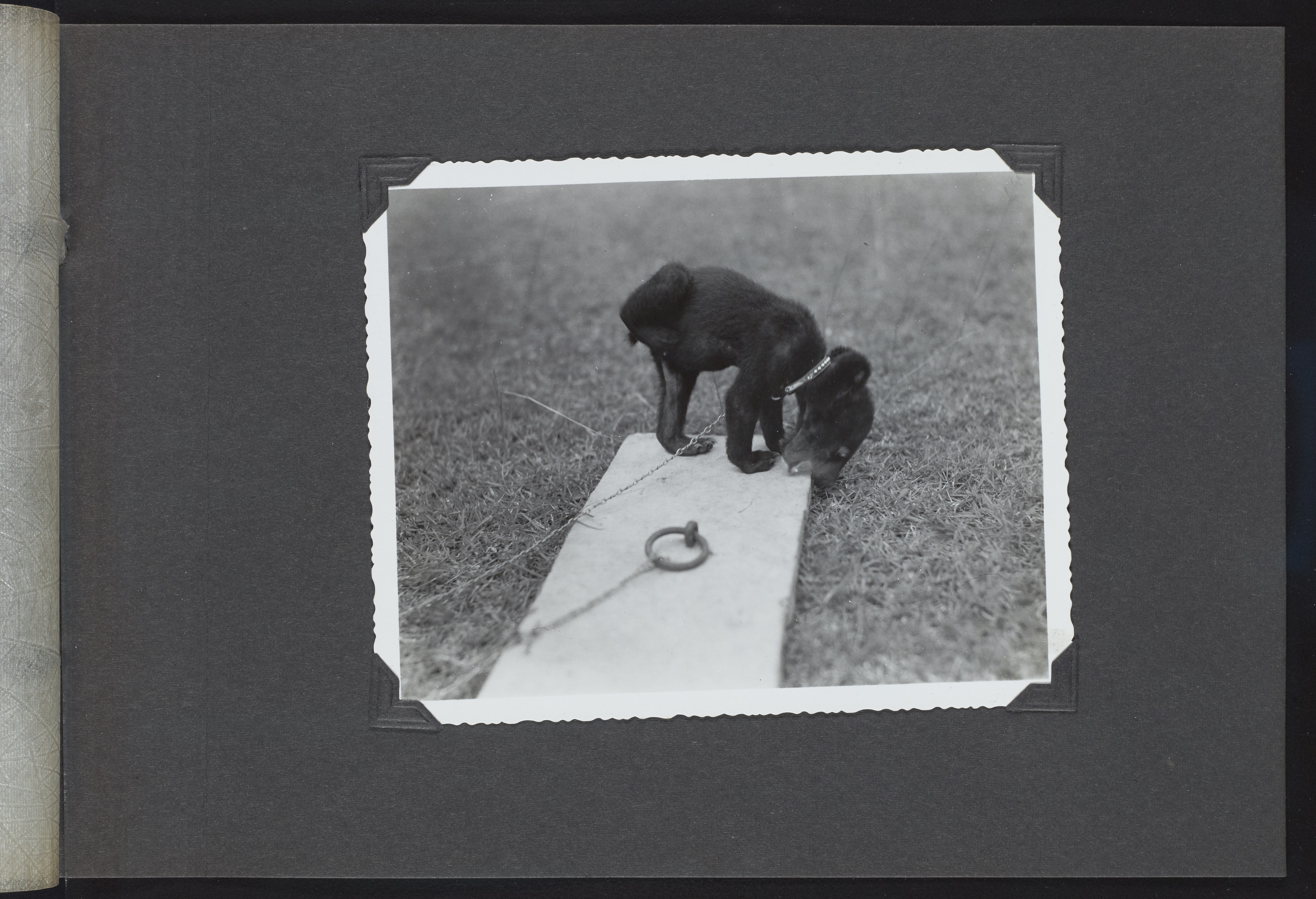 A photo of a bear cub, taken on the National Geographic Society-Smithsonian Institution Expedition to the Dutch East Indies, 1937.