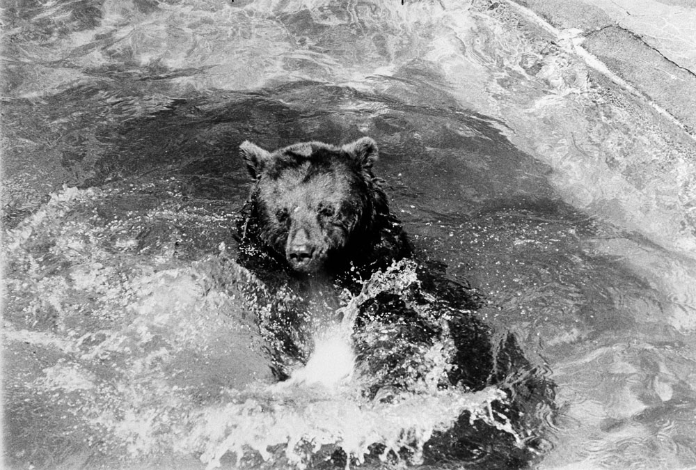 The original Smokey Bear frolicking in a pool at the National Zoological Park.  Smithsonian Institution Archives, Record Unit 371, Box 2, Folder December 1976.