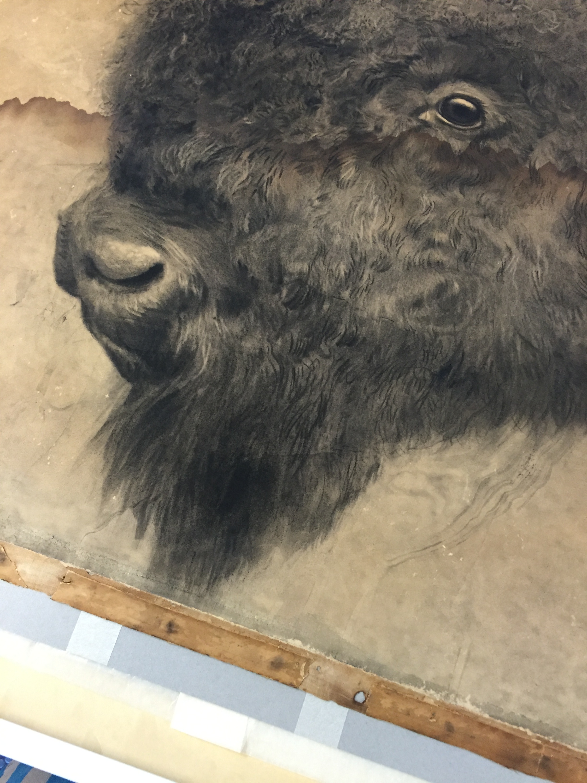 Worn tan paper with side, face-view of bison