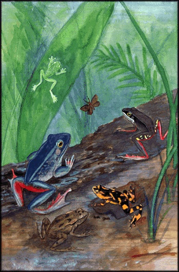 Color drawing of 5 tropical frogs on forest floor with green leaves.