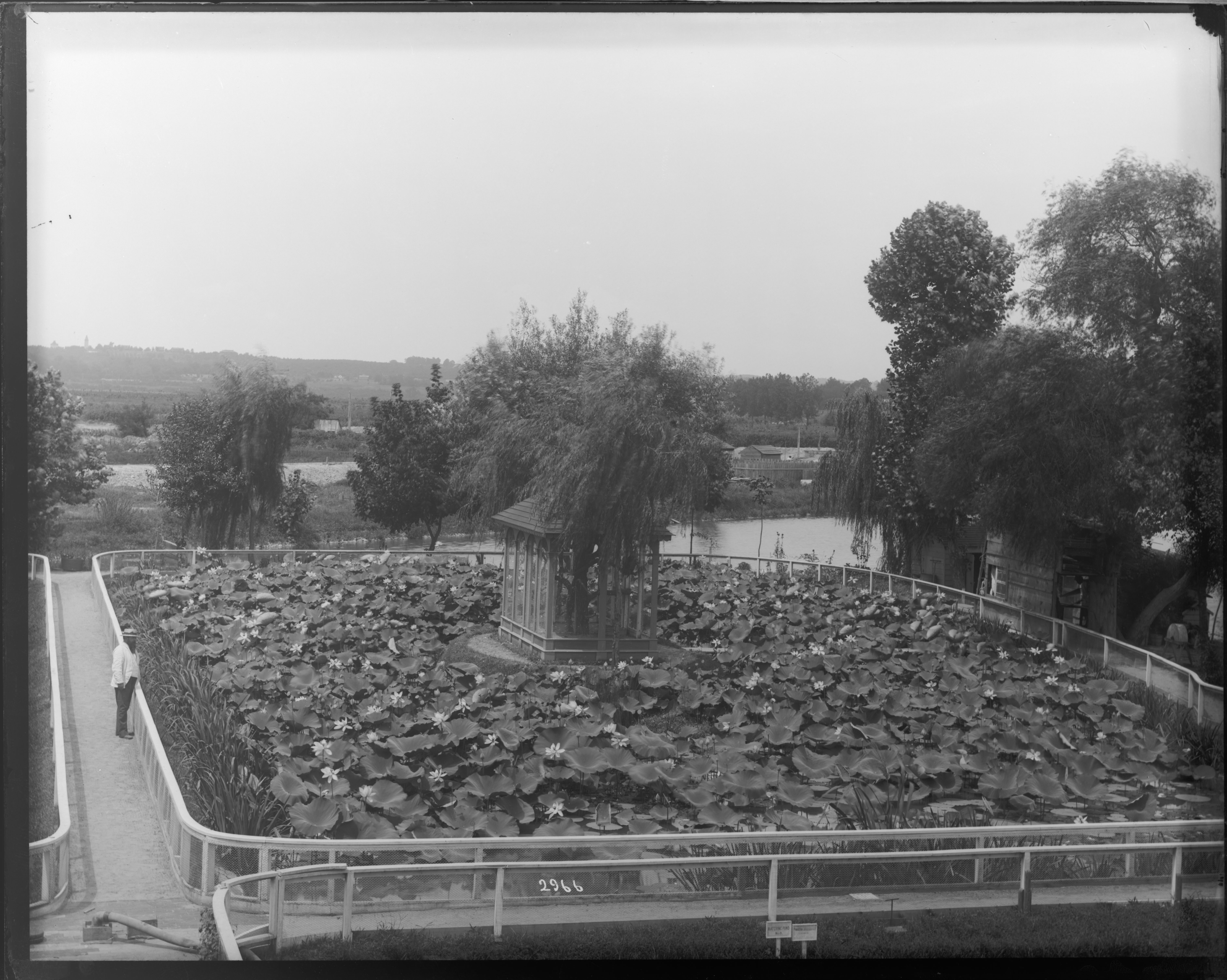 U.S. Fish Commission fish hatchery ponds for the production of carp, golden ide, and tench, located 