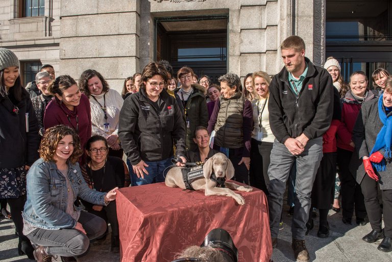 Weimaraner on table outdoors with staff surrounding him smiling.