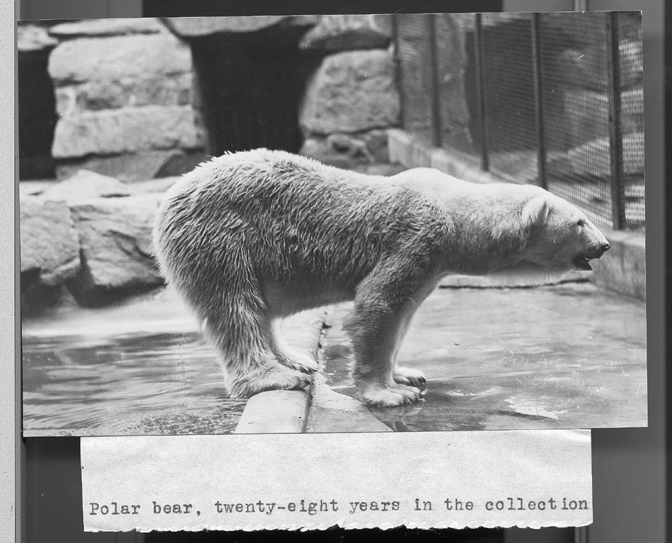 Polar Bear at the National Zoo, Record Unit 95, Smithsonian Institution Archives, neg. no, 2002-10612.