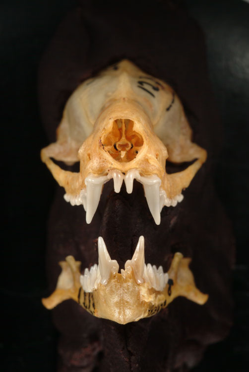 Bat Skull