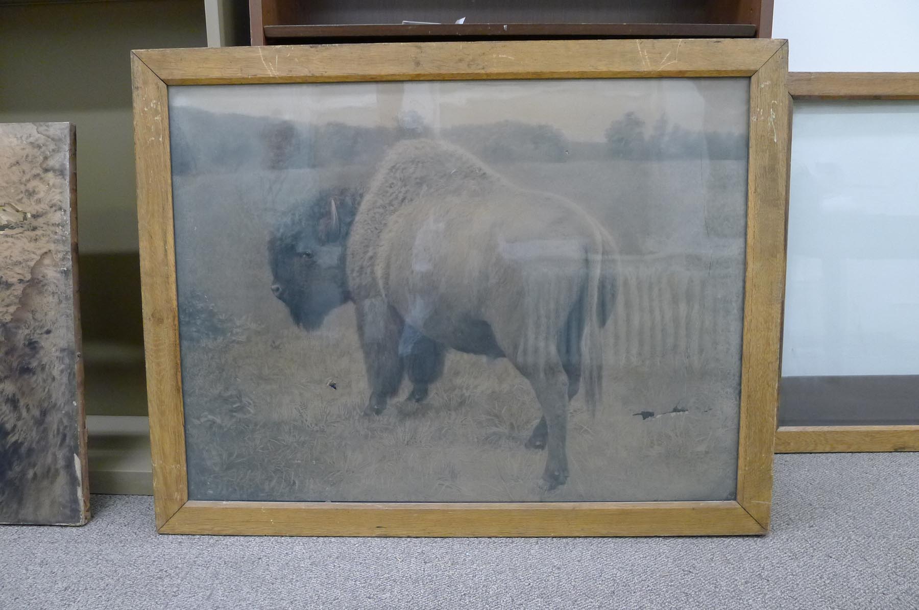 Original framing of the Archives’ bison images