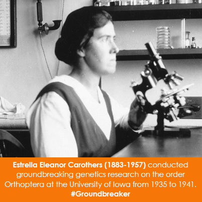 Estrella Eleanor Carothers (1883-1957) conducted groundbreaking genetics research on the order Orthoptera at the University of Iowa from 1935 to 1941.
