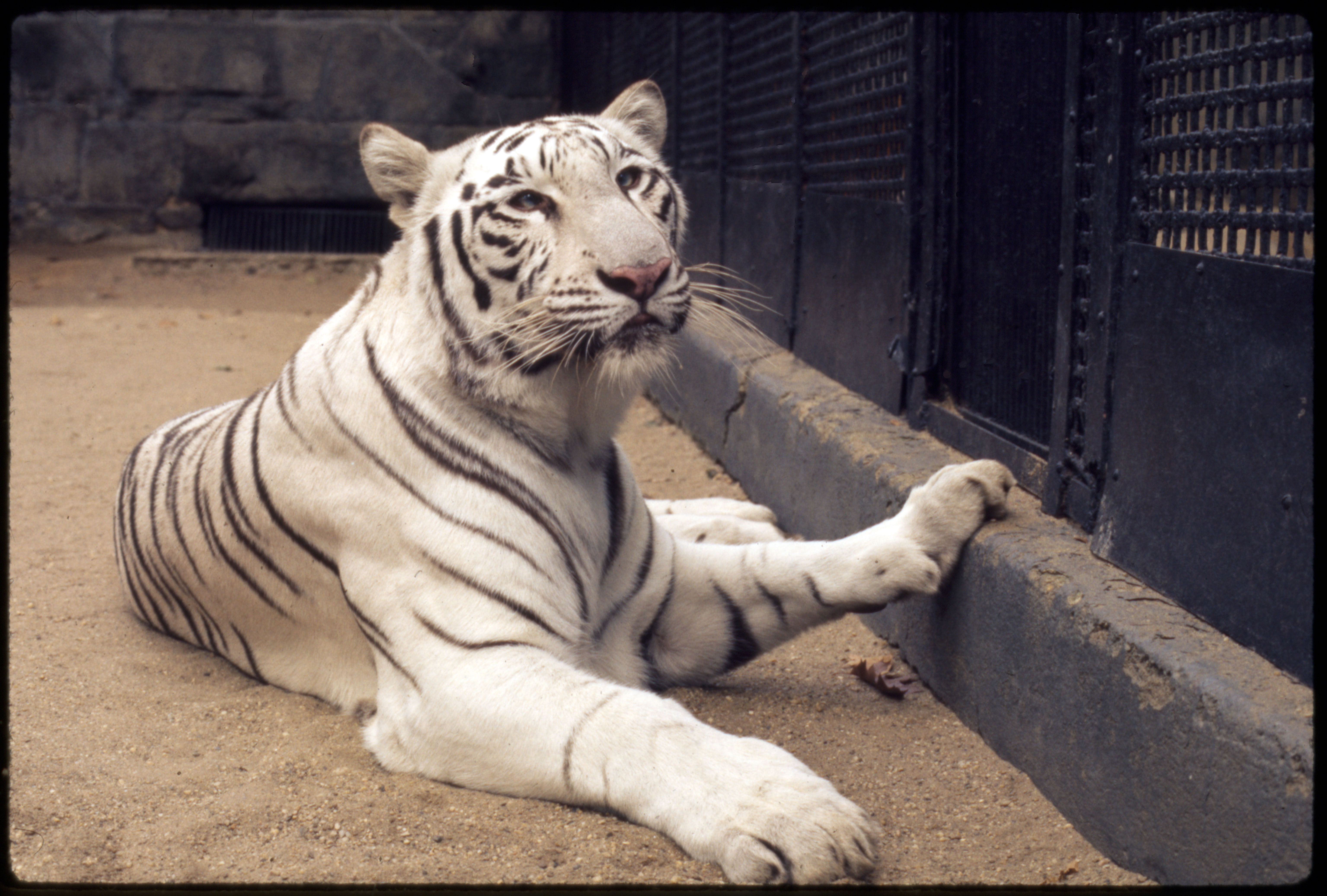 Female White Tiger (Tigress) "Rewati" at National Zoological Park