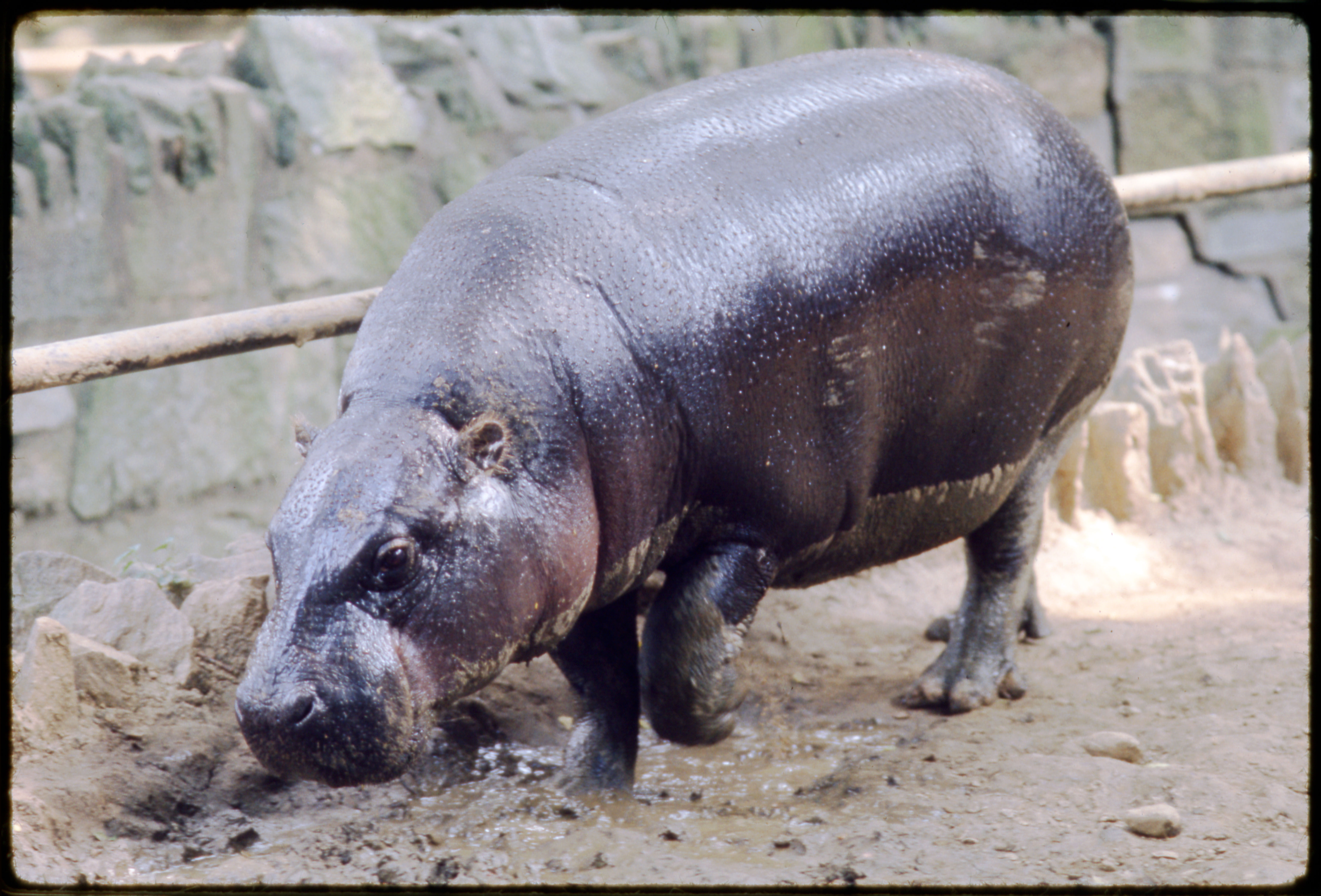 Pygmy Hippopotamus 