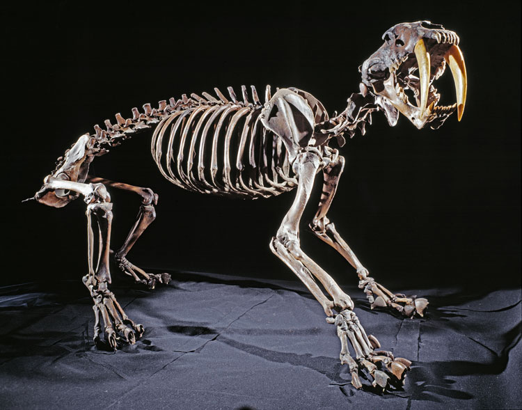 Saber-toothed cat skeleton on exhibit in Ice Age Hall