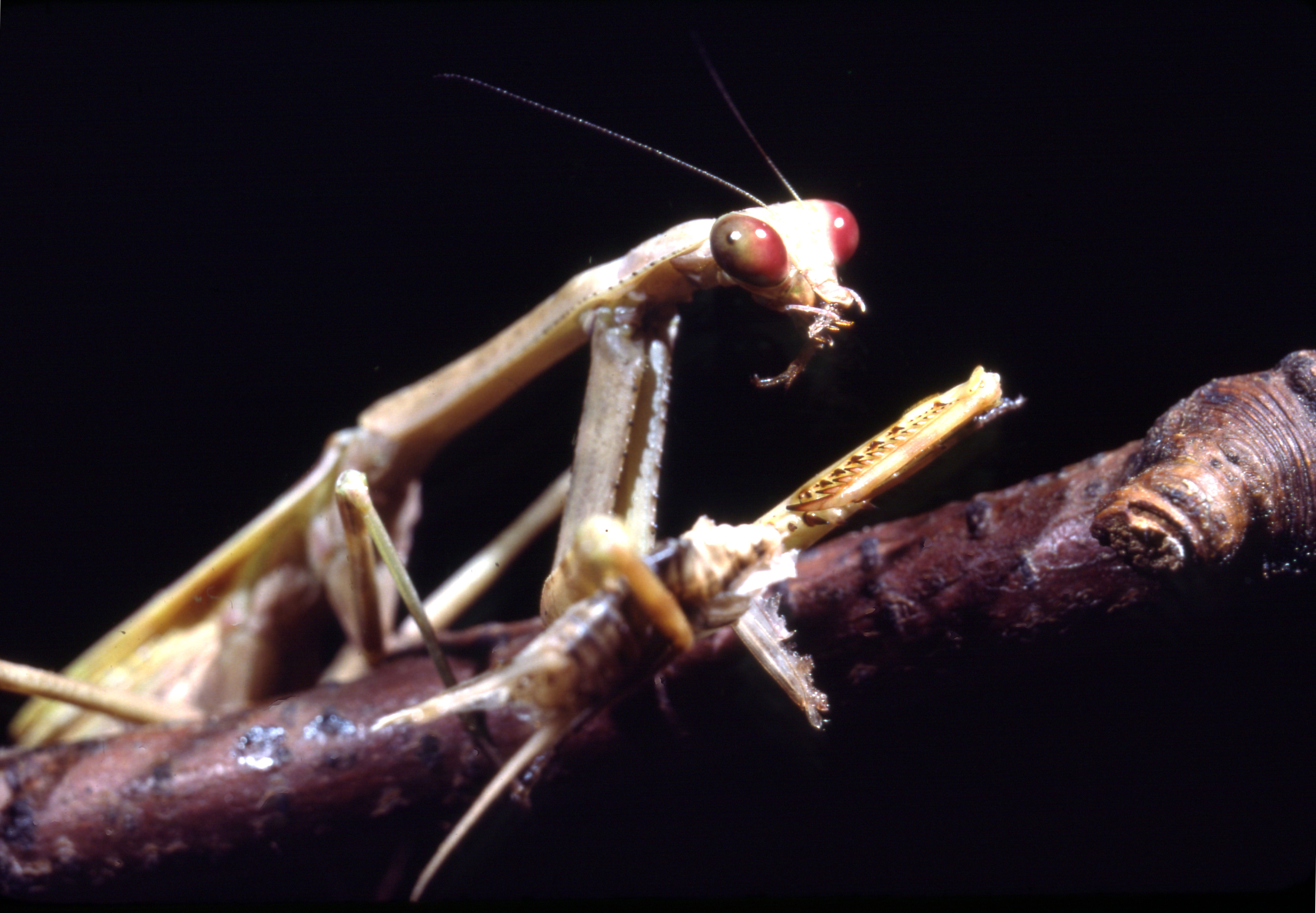 Praying Mantis at Insect Zoo