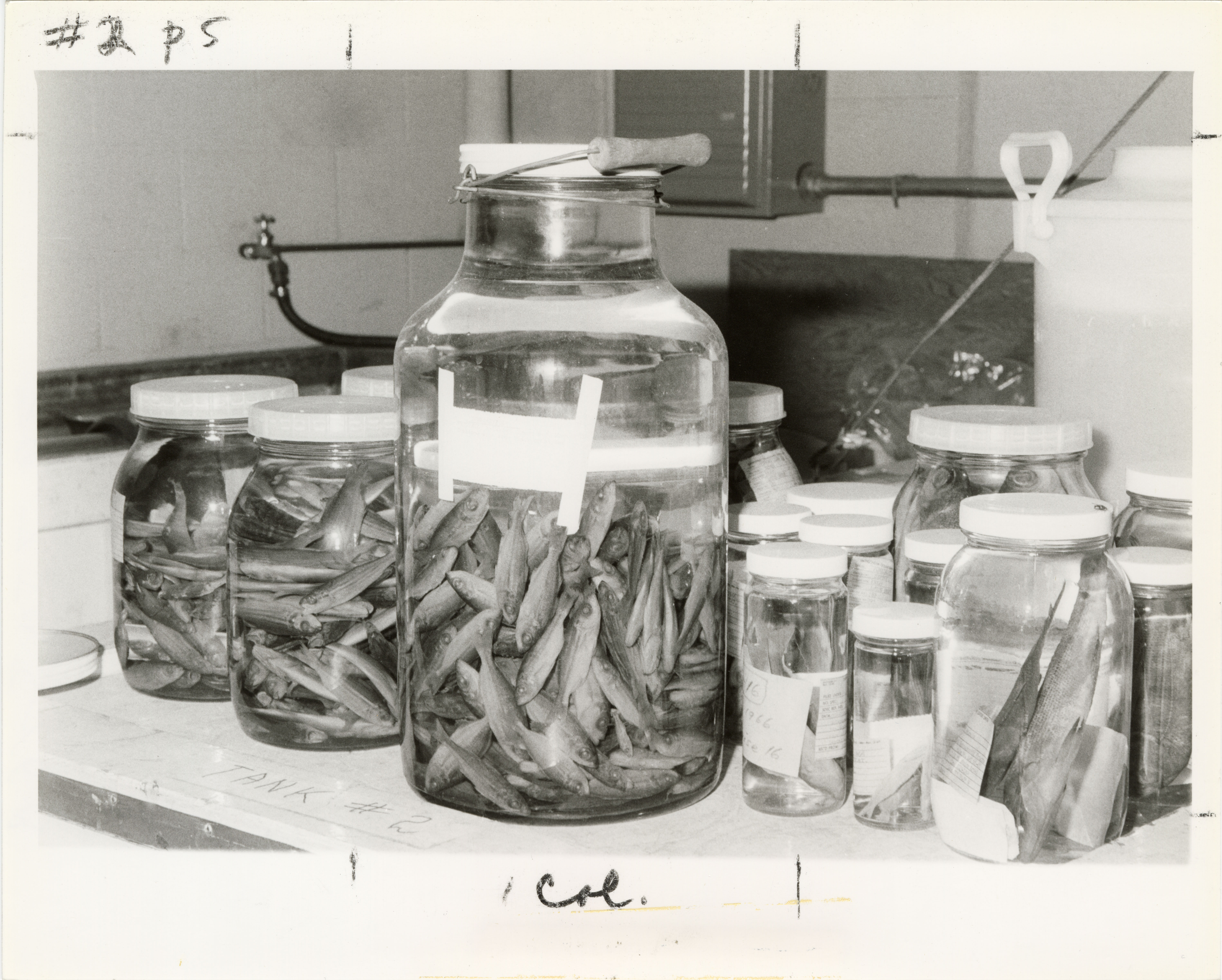 Fish Specimens in Jars at the Smithsonian Oceanographic Sorting Center (SOSC)