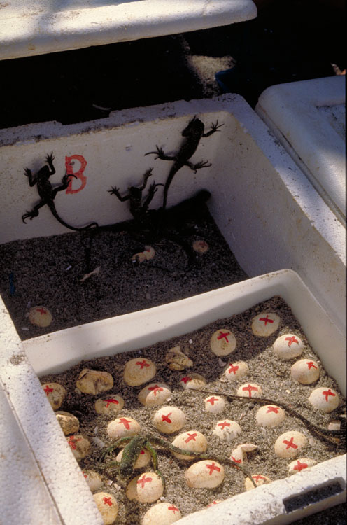 Iguana Management Project (IMP)