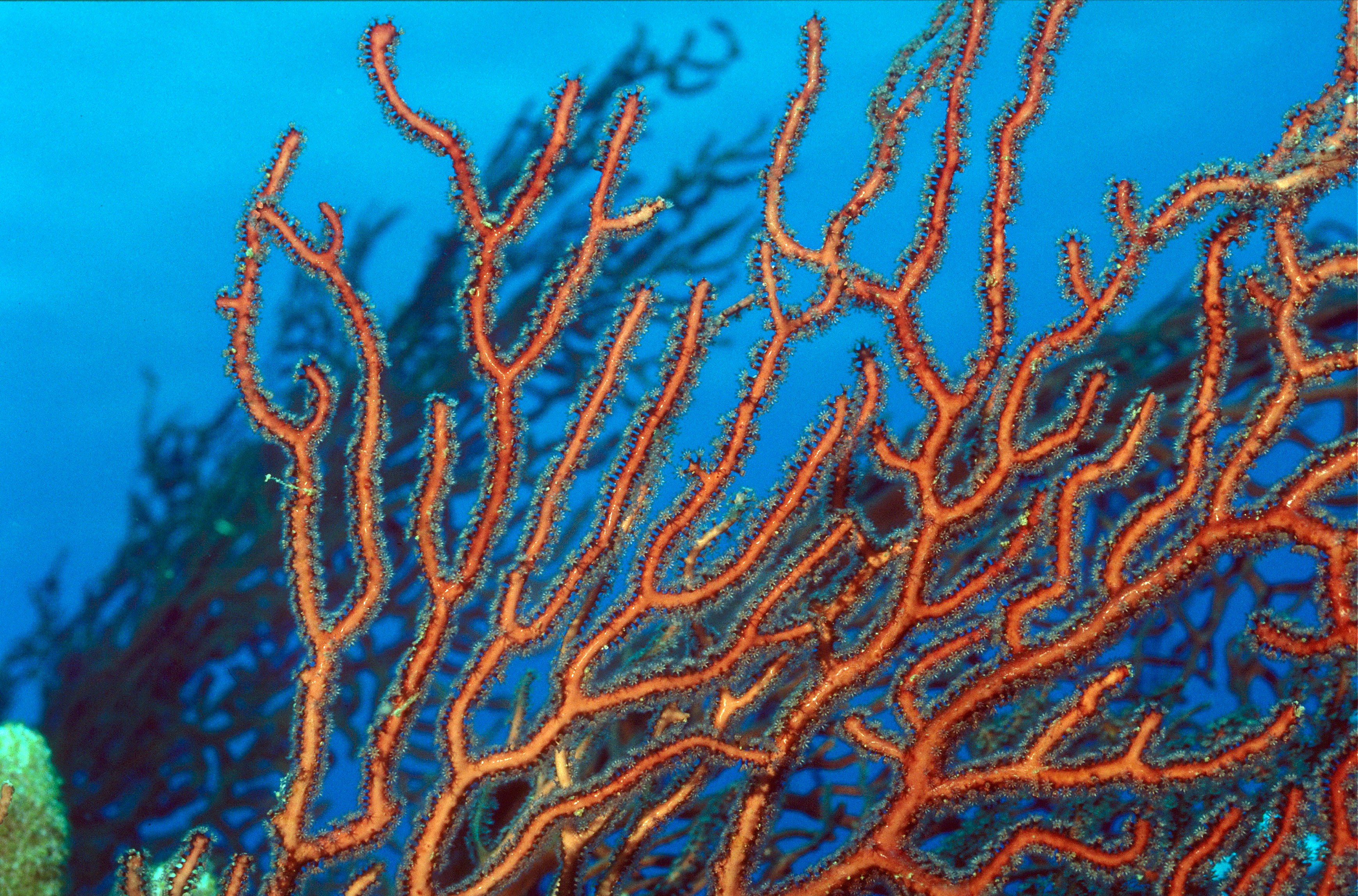 Fire coral, Caribbean Coral Reef Ecosystems (CCRE) Program