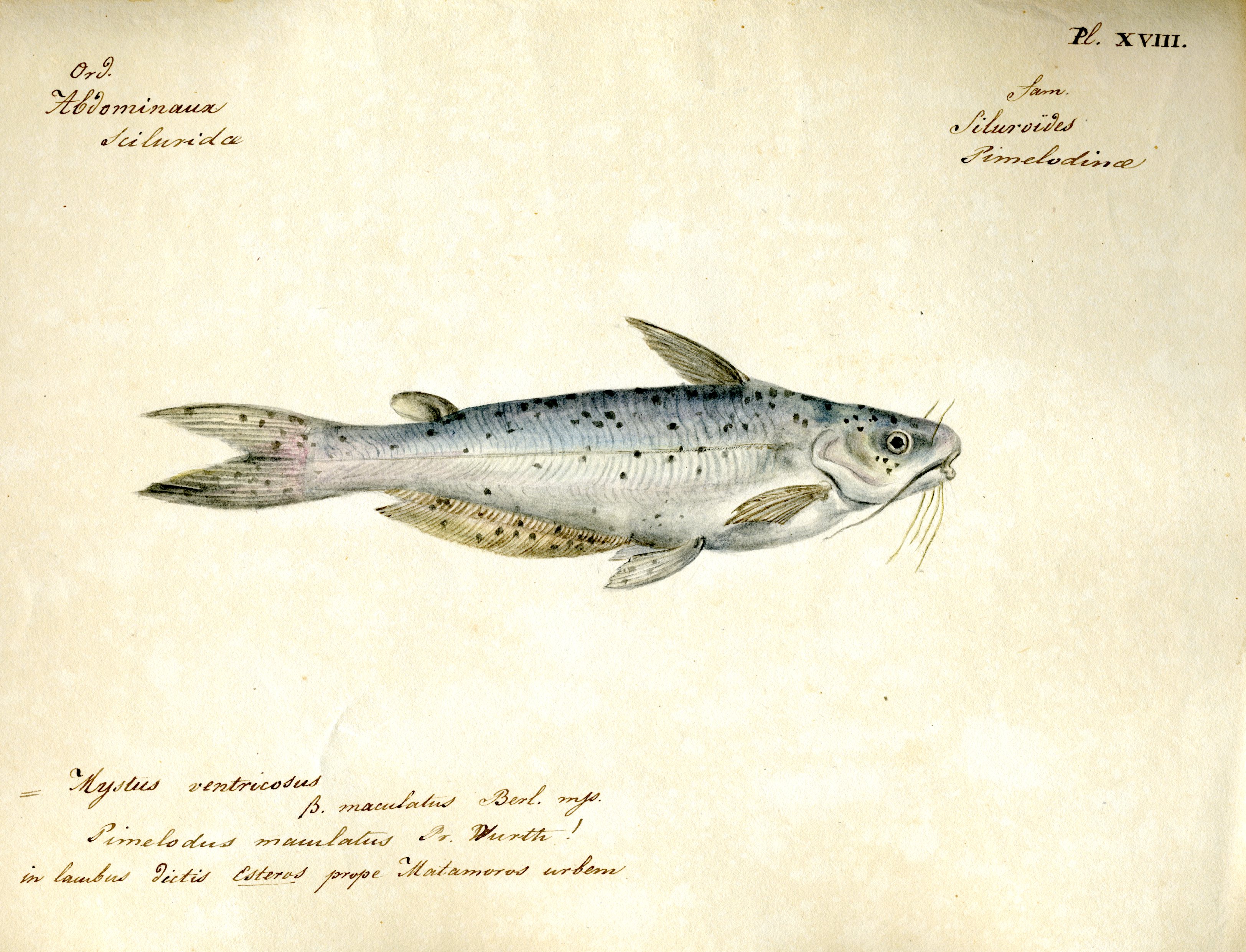 Berlandier Fish (Pimelodus maculatus), Record Unit 7052 - Jean Louis Berlandier Papers, Box 12, Folder 14, Smithsonian Institution Archives.