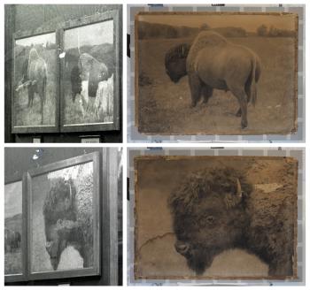 On left, black and white photo of bison drawings with images of beige and brown bison crayon enlarge