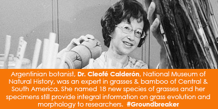 Argentinian botanist, Dr. CleofÃ© CalderÃ³n, an expert in grasses and bamboo of Central & South 