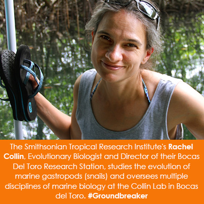 The Smithsonian Tropical Research Institute's Rachel Collin, Evolutionary Biologist and Director of their Bocas Del Toro Research Station, studies the evolution of marine gastropods (snails) and oversees multiple disciplines of marine biology at the Collin Lab in Bocas del Toro. #Groundbreaker