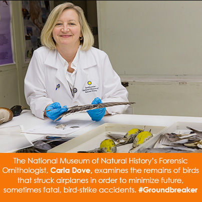 The National Museum of Natural History's Forensic Ornithologist, Carla Dove, examines the remains of