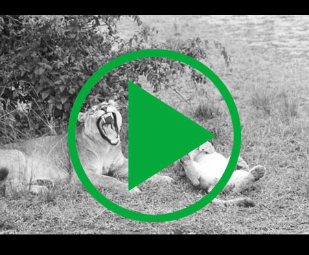 A female lion with cubs, Virunga National Park, Congo (Democratic Republic), 1970, by Eliot Elisofon