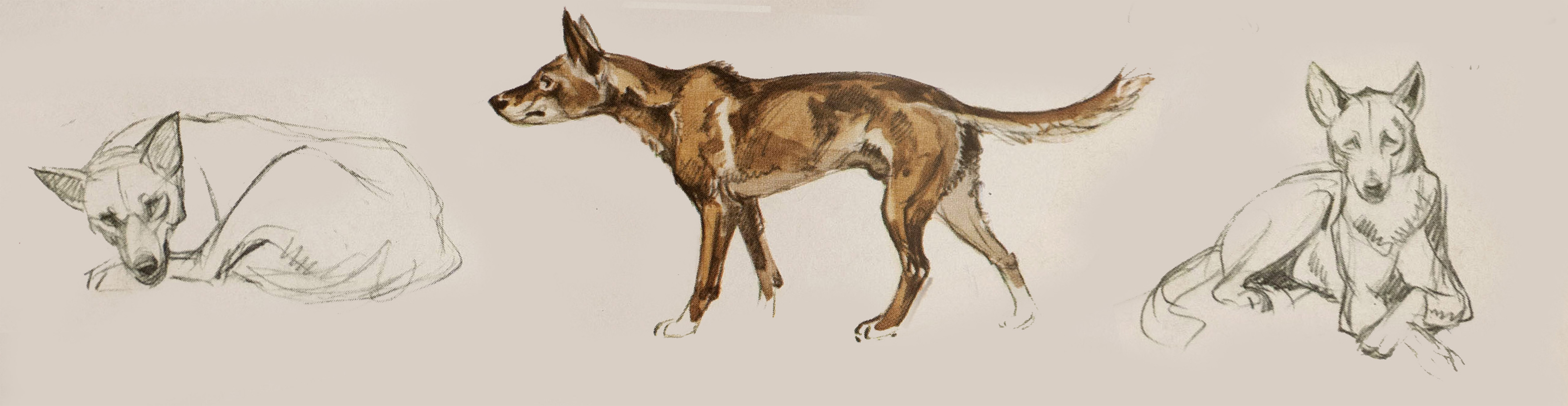 Perros Dingo (Dingo Dogs), 1960s. Illustrations from the Barcelona Zoo Guide Book.