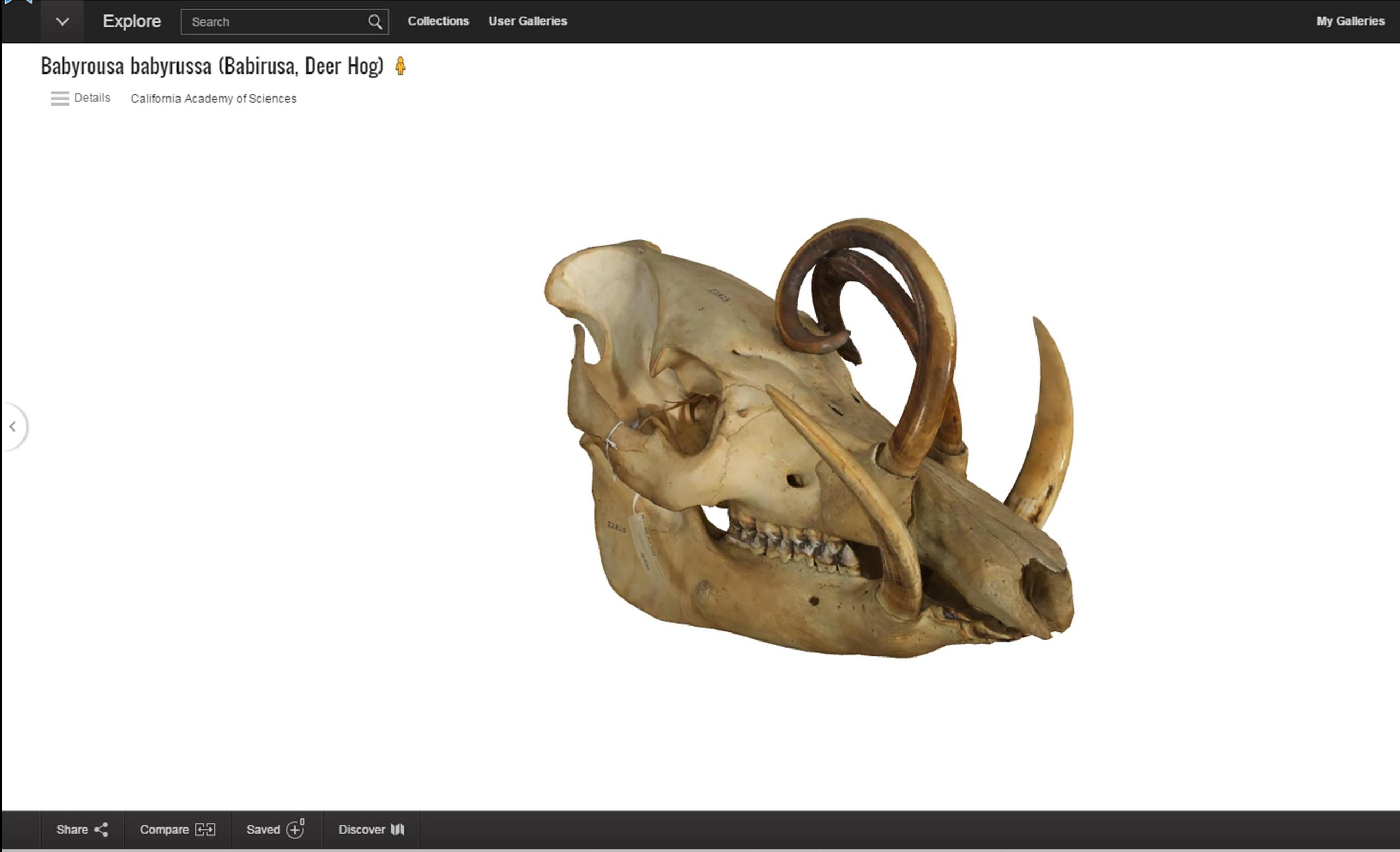 Google Art Project now has 3D objects from a variety of museums and galleries, including animal skulls!