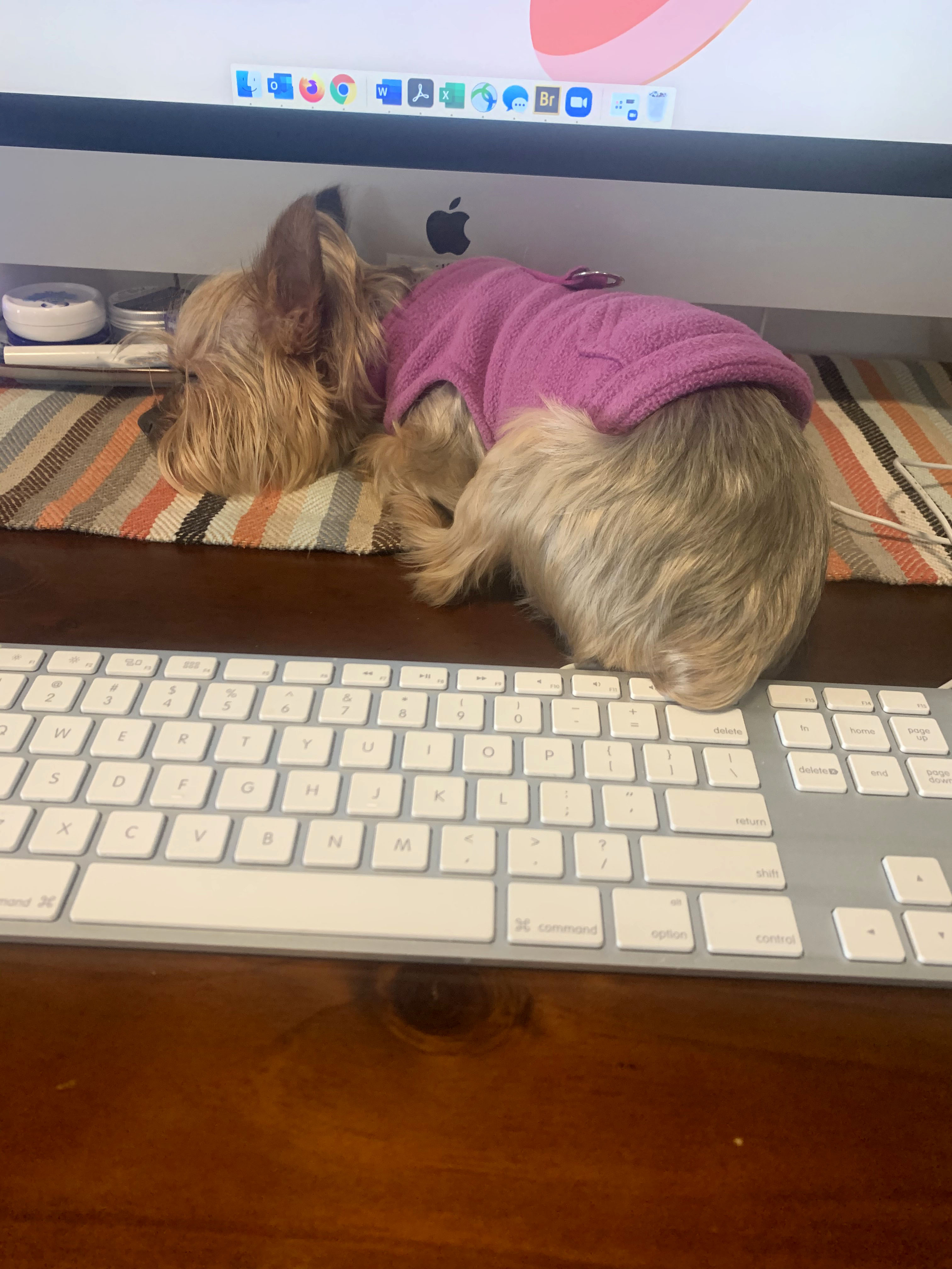 A small dog sits in front of a computer. 