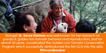 Biologist Devra Kleiman was well-known for her research on panda and golden lion tamarin behavior an