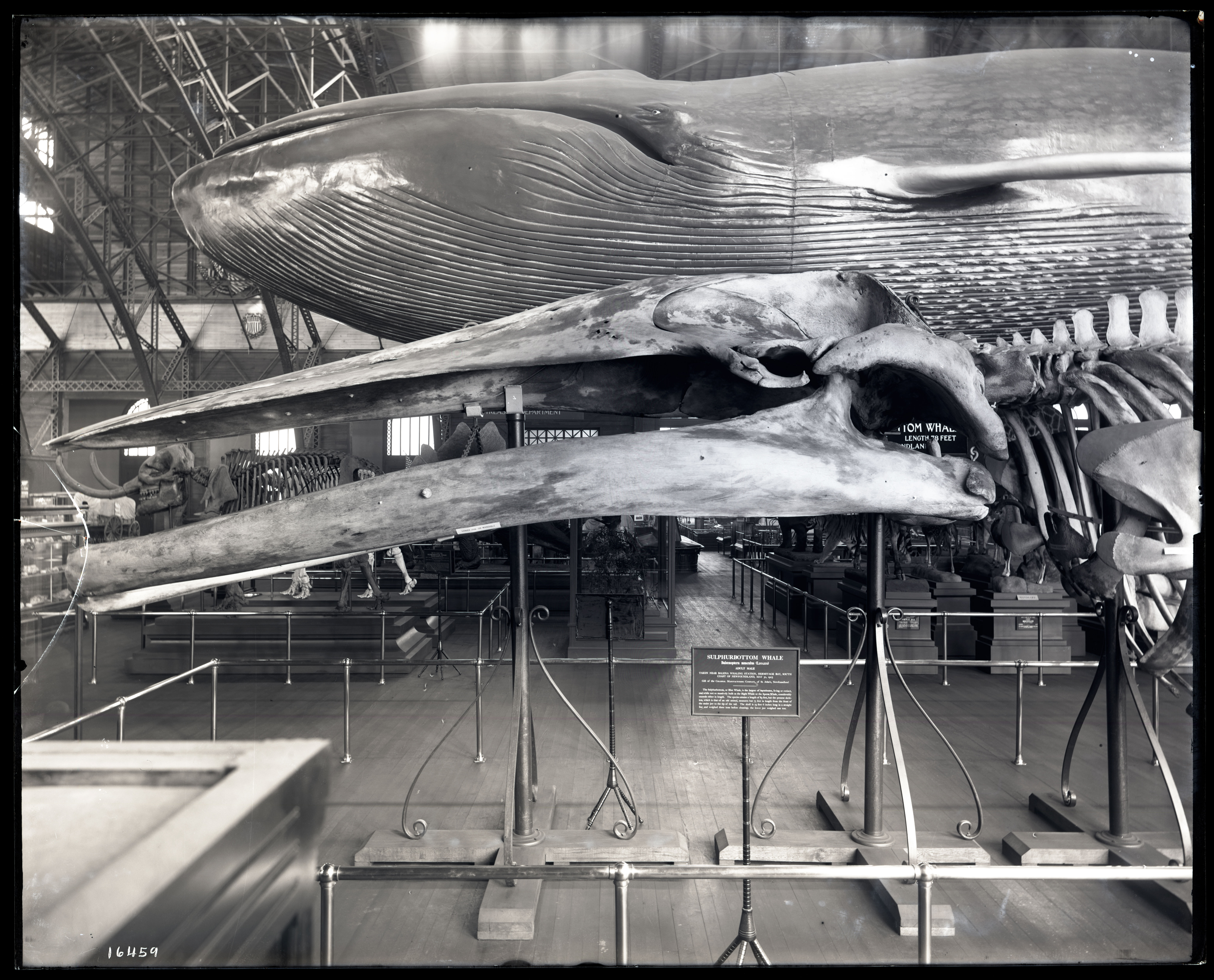 Cast and Skeleton of Blue Whale at Louisiana Purchase Exposition, 1904