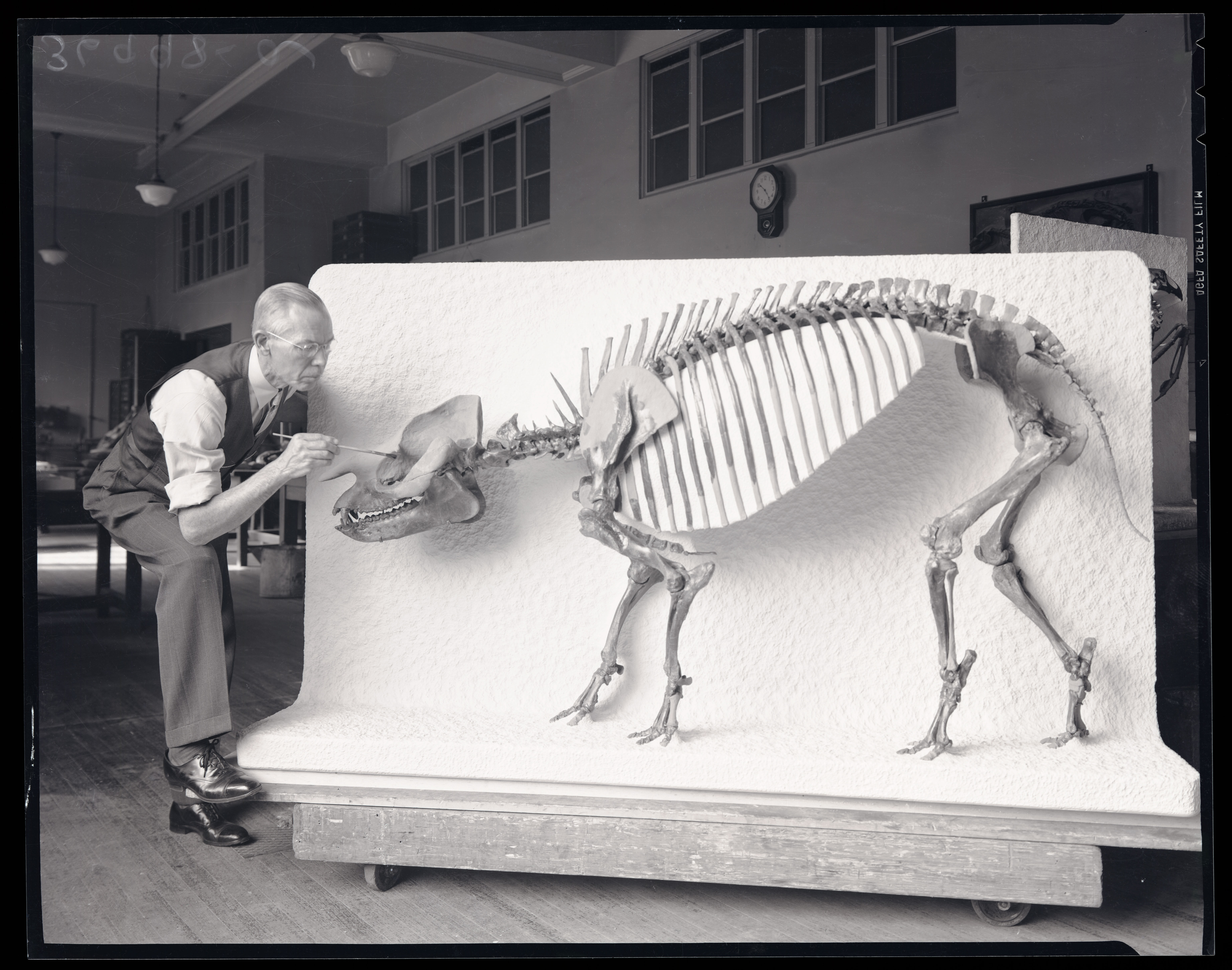 Preparator Norman Boss Works on Mount of Palaeosyops paludosus Leidy